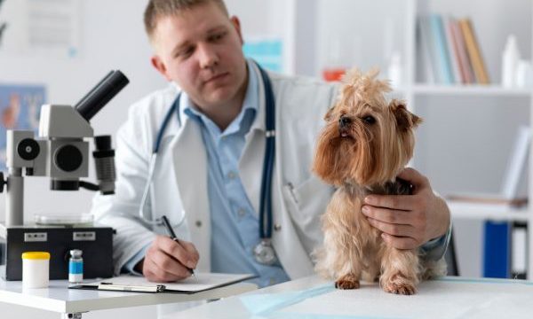 lindo-perro-consulta lindo-perro-consulta